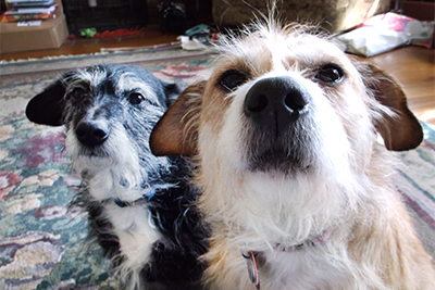 Coco & Murphy — Two Small Dogs Help Mend a Big Hole in a Volunteer’s Heart