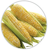 Corn 14