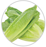 Lettuce 8