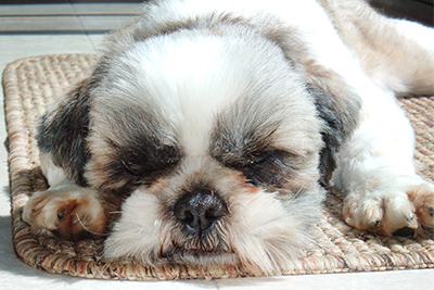 tonio shih tzu doggie rewards 080315