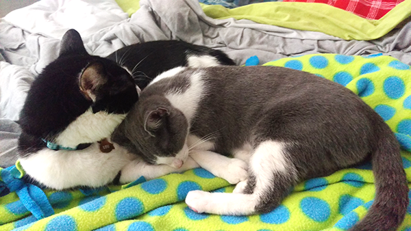 marcs-blog-kitty-rewards-lou.png marcs-blog-kitty-rewards-lou.png