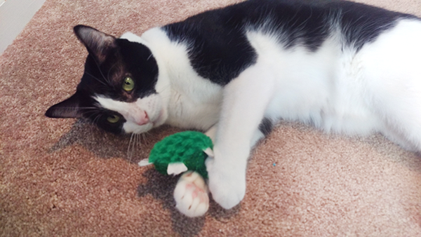 marcs-blog-lou-the-cat.png marcs-blog-lou-the-cat.png